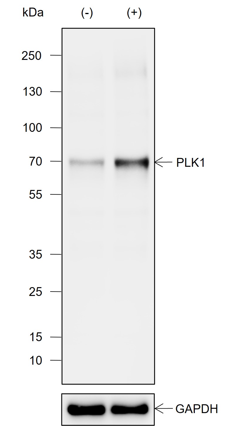 Anti-PLK1 Rabbit mAb