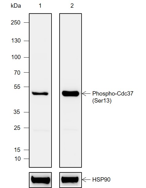 Anti-Phospho-Cdc37 (Ser13) Rabbit mAb