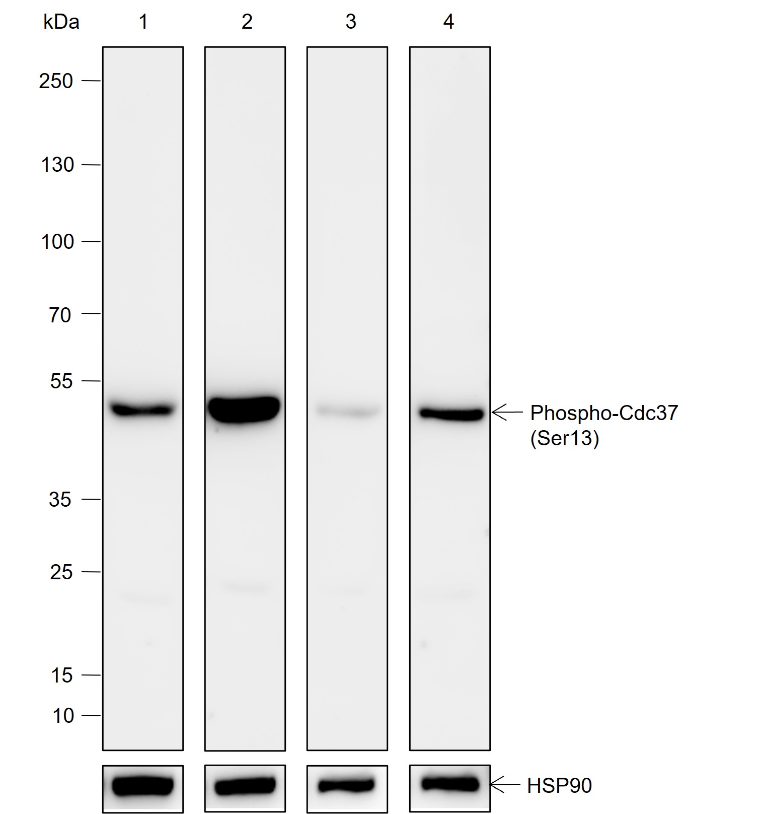 Anti-Phospho-Cdc37 (Ser13) Rabbit mAb