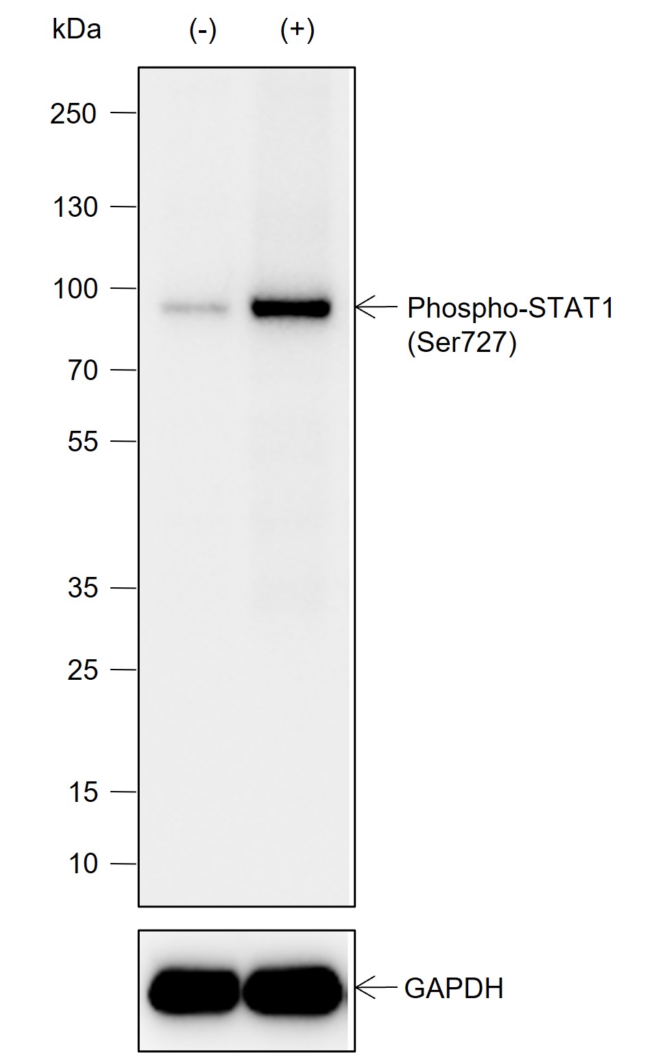 Anti-Phospho-STAT1 (Ser727) Rabbit mAb