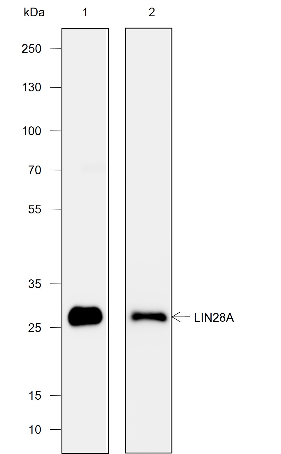 Anti-LIN28A Rabbit mAb