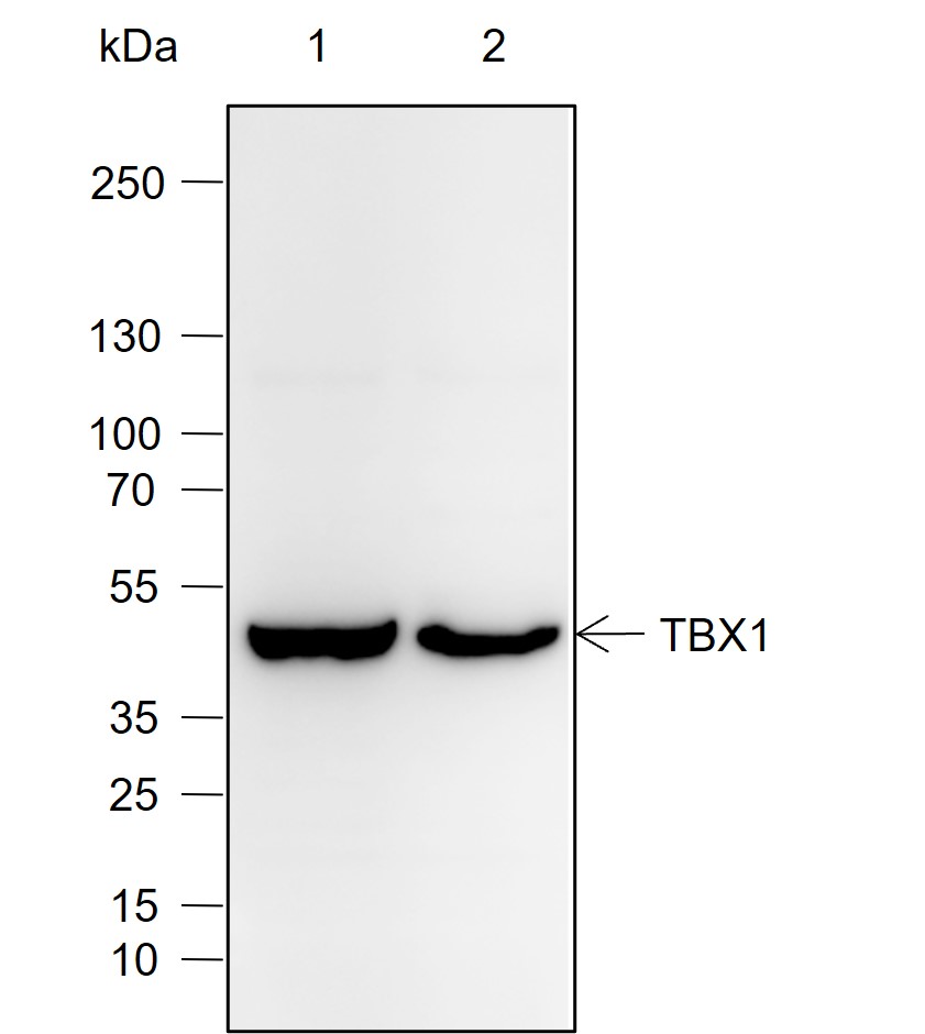 Anti-TBX1 Rabbit mAb