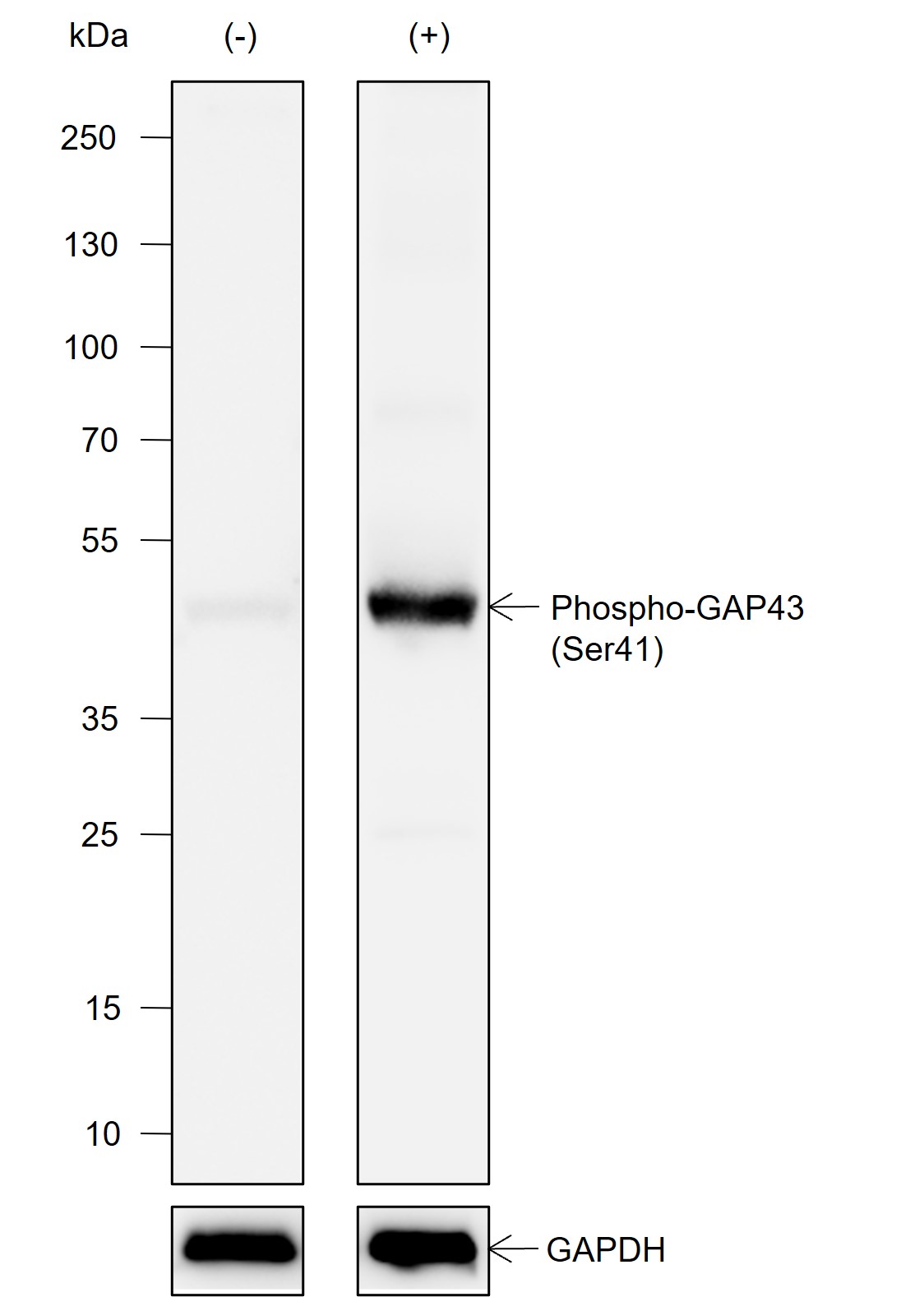 Anti-Phospho-GAP43 (Ser41) Rabbit mAb