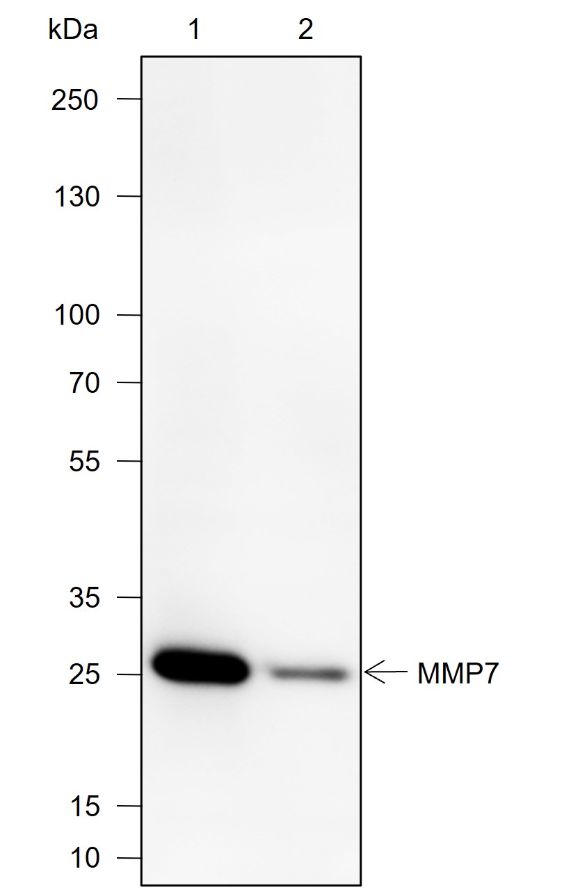 Anti-MMP7 Rabbit mAb