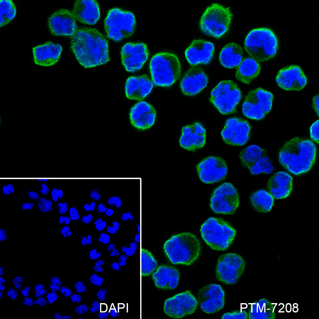 Anti-ADRA1A Rabbit mAb
