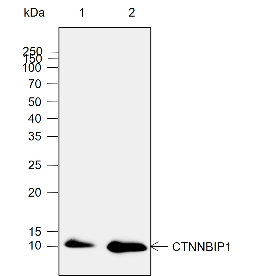 Anti-CTNNBIP1 Rabbit mAb