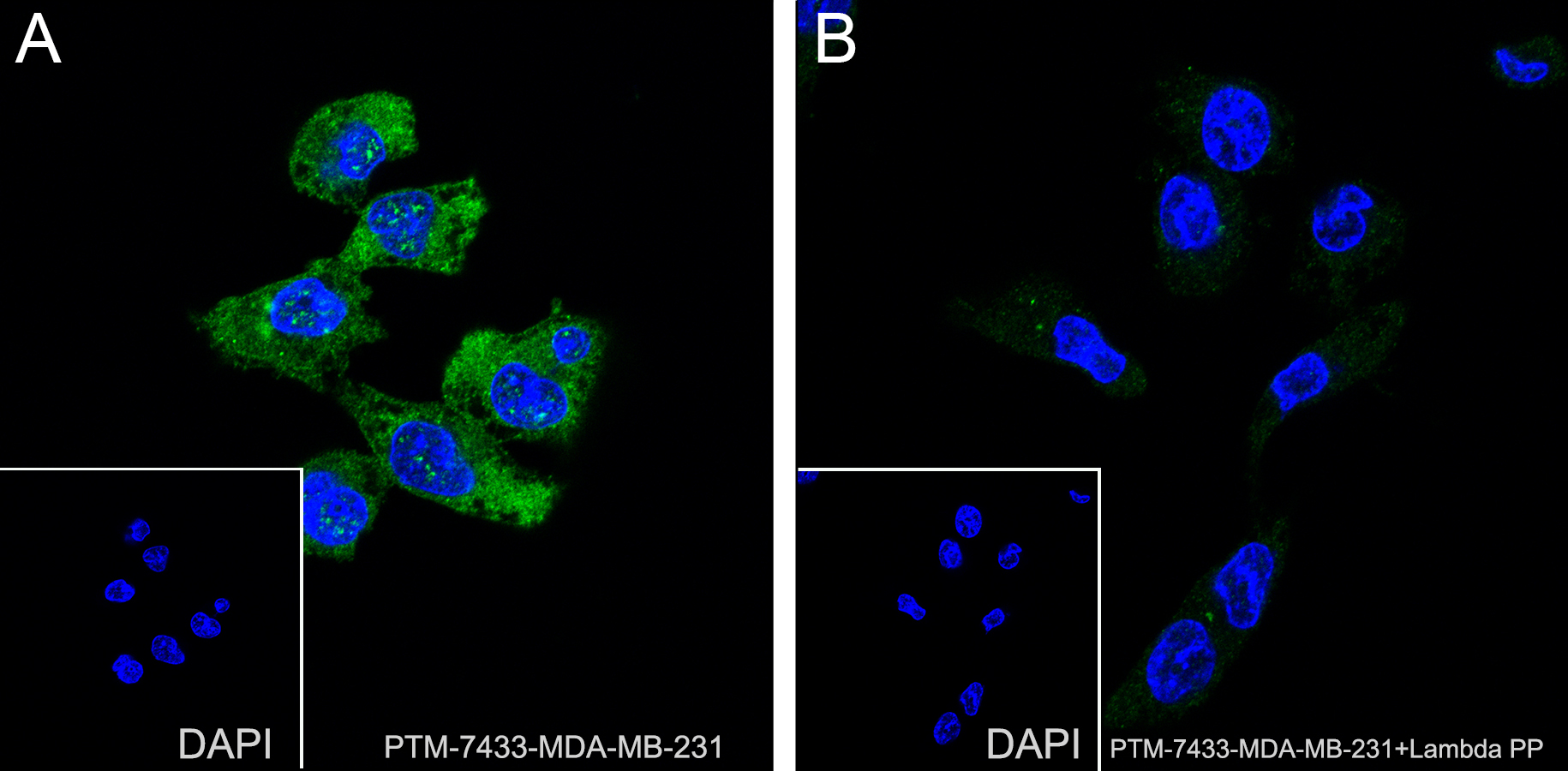 Anti-Phospho-MEK1 (Ser298) Rabbit mAb