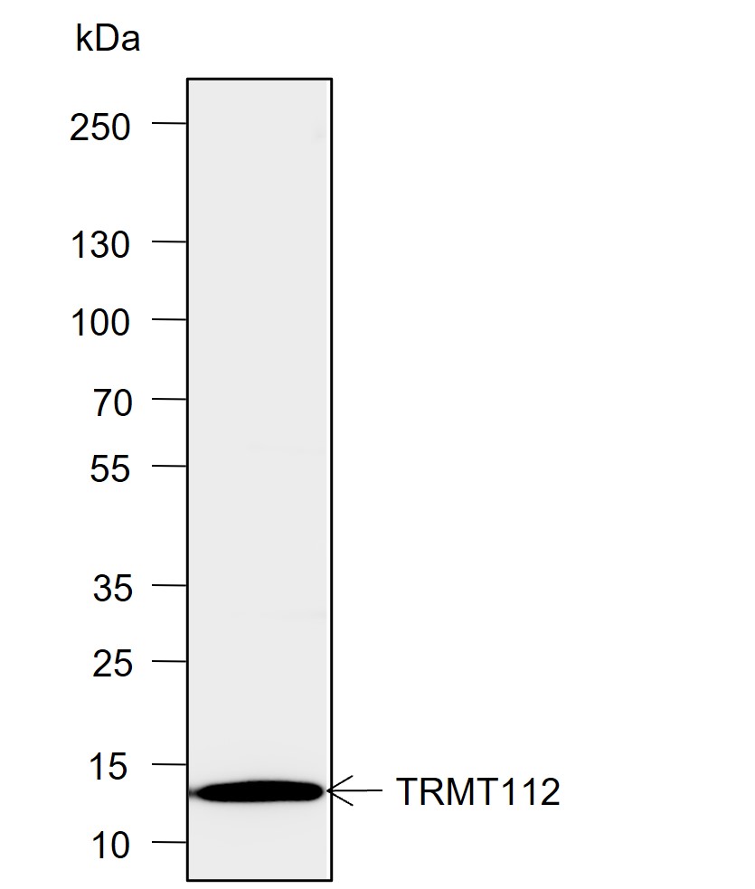 Anti-TRMT112 Mouse mAb