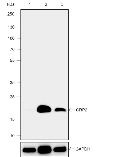 Anti-CRP2 Rabbit mAb