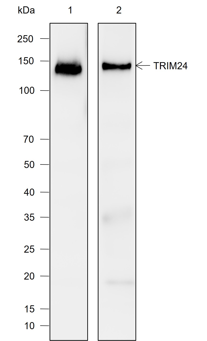 Anti-TRIM24 Rabbit mAb
