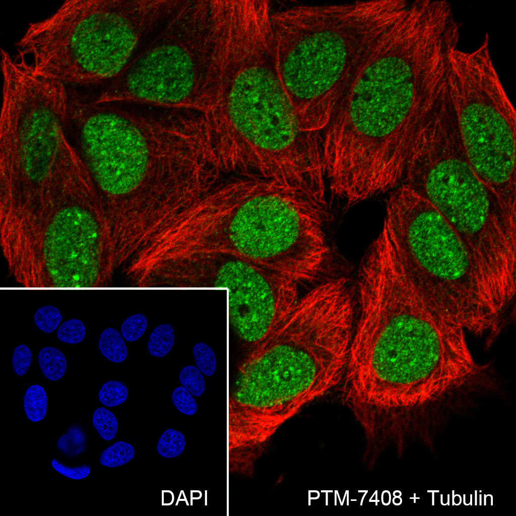 Anti-TRIM24 Rabbit mAb