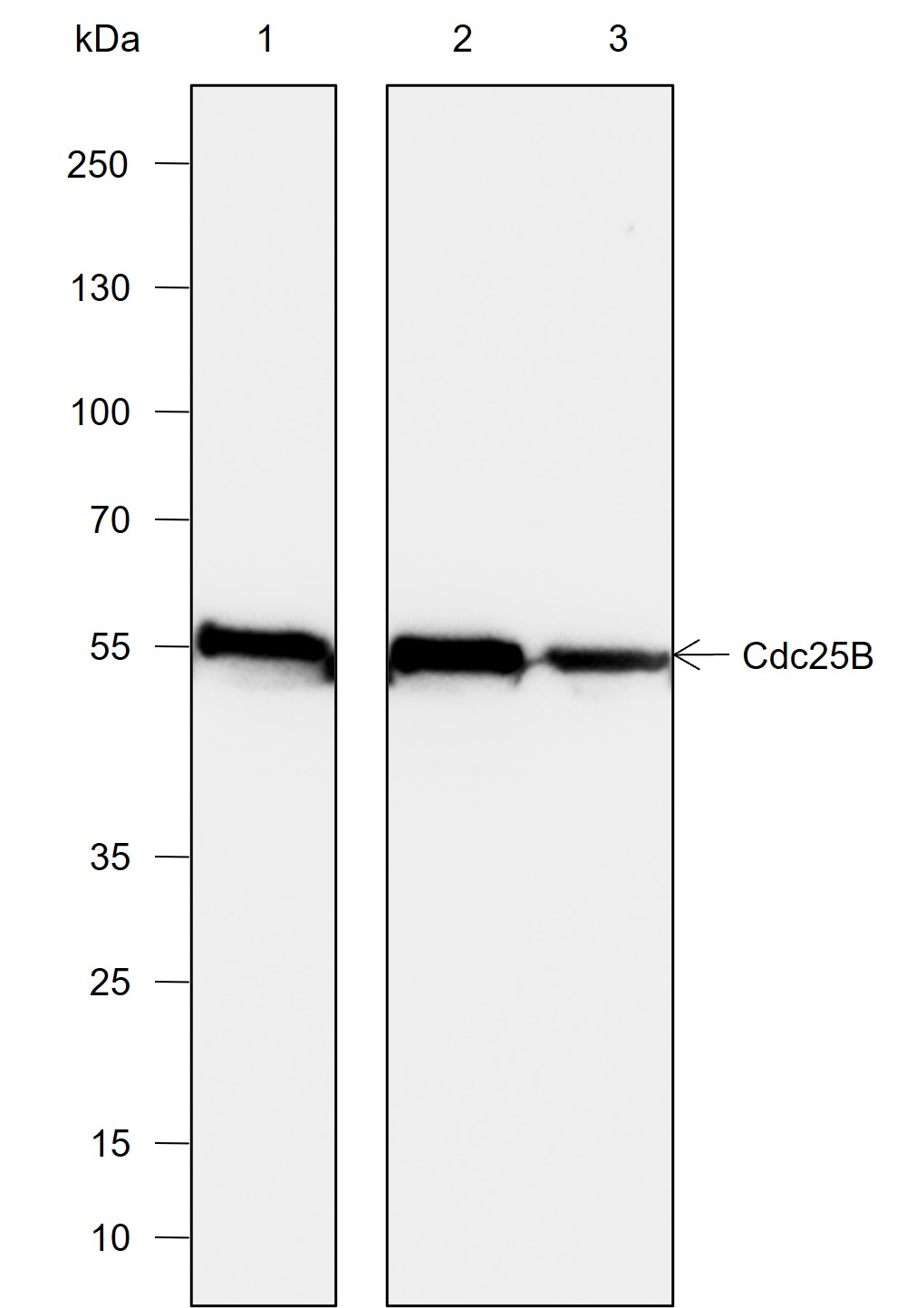 Anti-Cdc25B Rabbit mAb