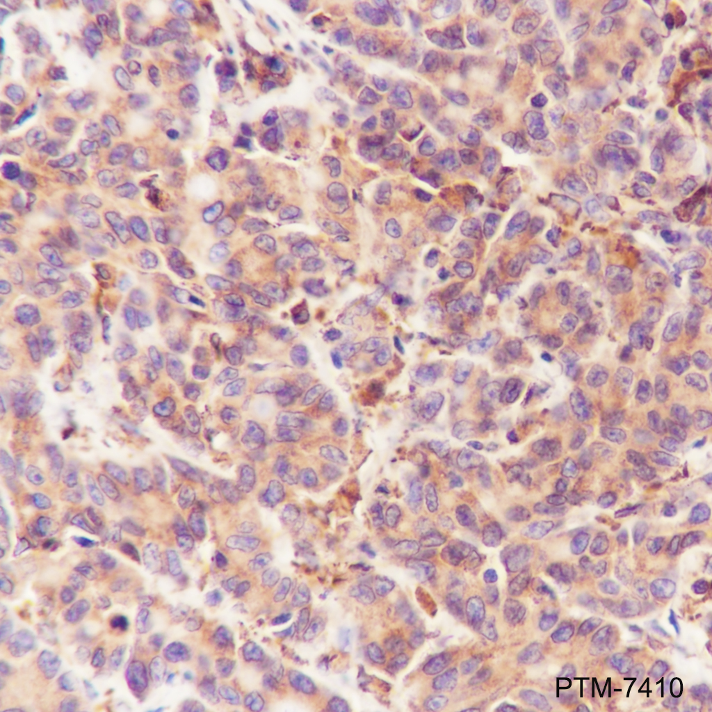 Anti-Cdc25B Rabbit mAb