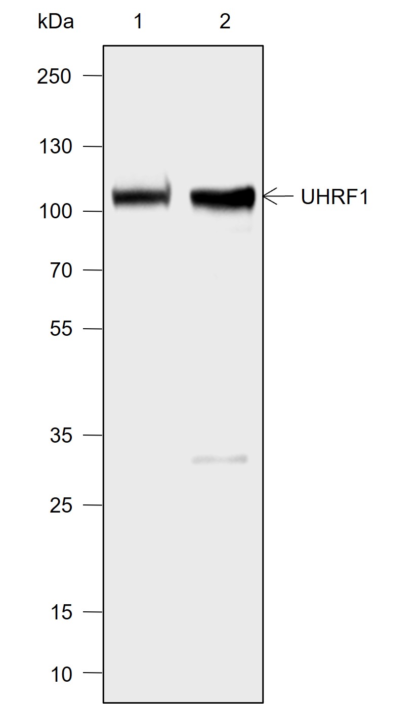 Anti-UHRF1 Mouse mAb