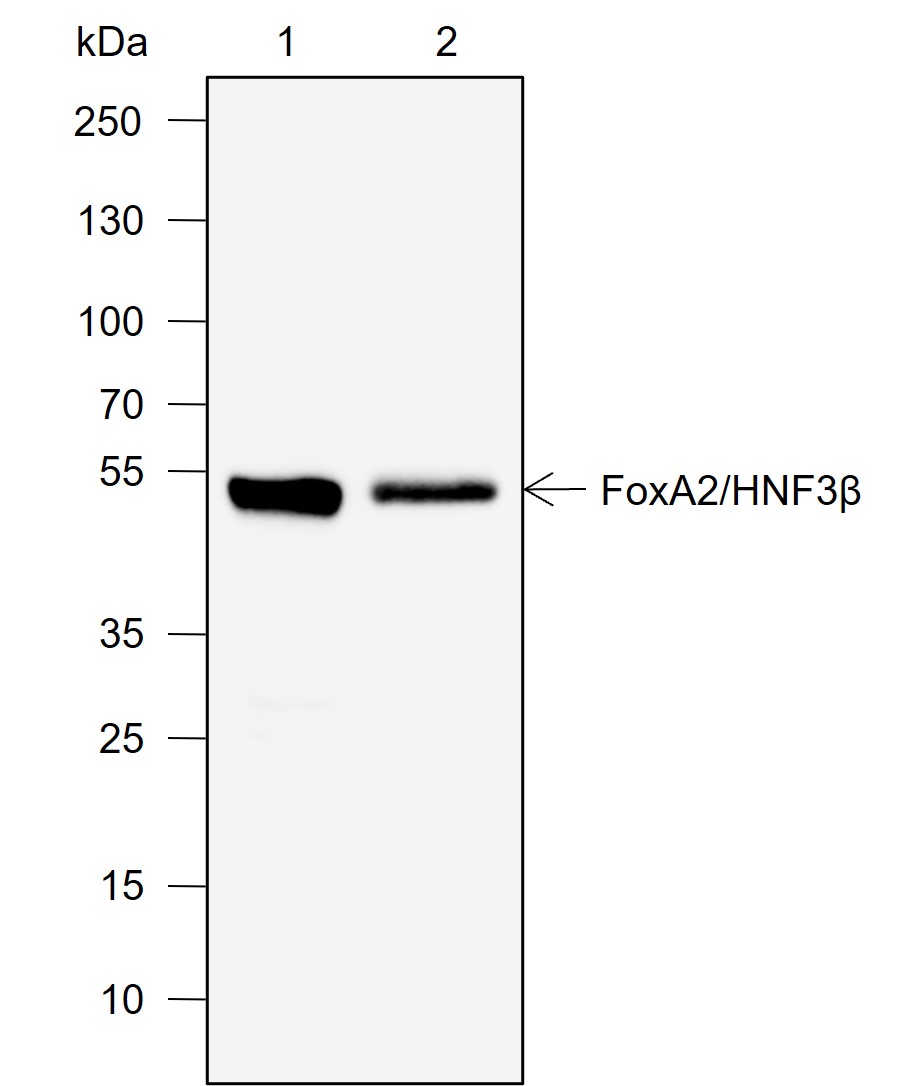Anti-FOXA2 Rabbit mAb