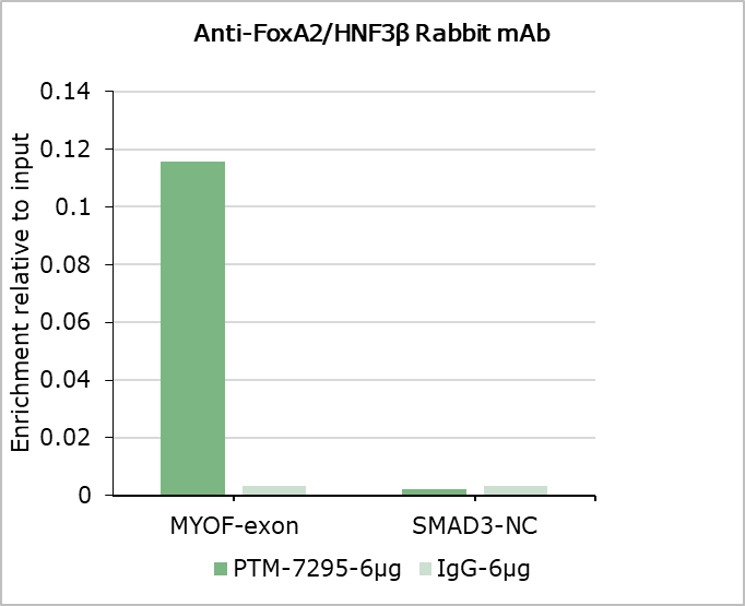 Anti-FOXA2 Rabbit mAb