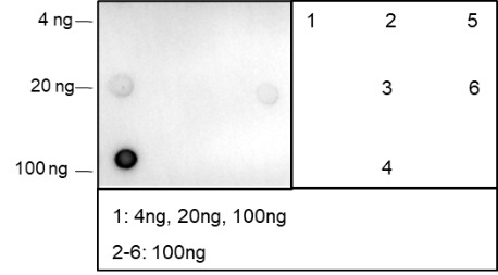 Anti-Acetyl-Histone H2B (Lys46) Rabbit mAb