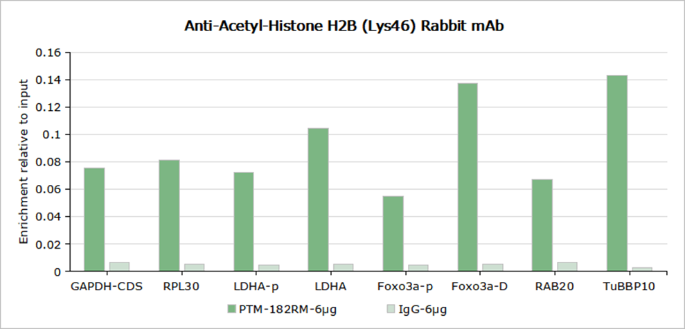 Anti-Acetyl-Histone H2B (Lys46) Rabbit mAb