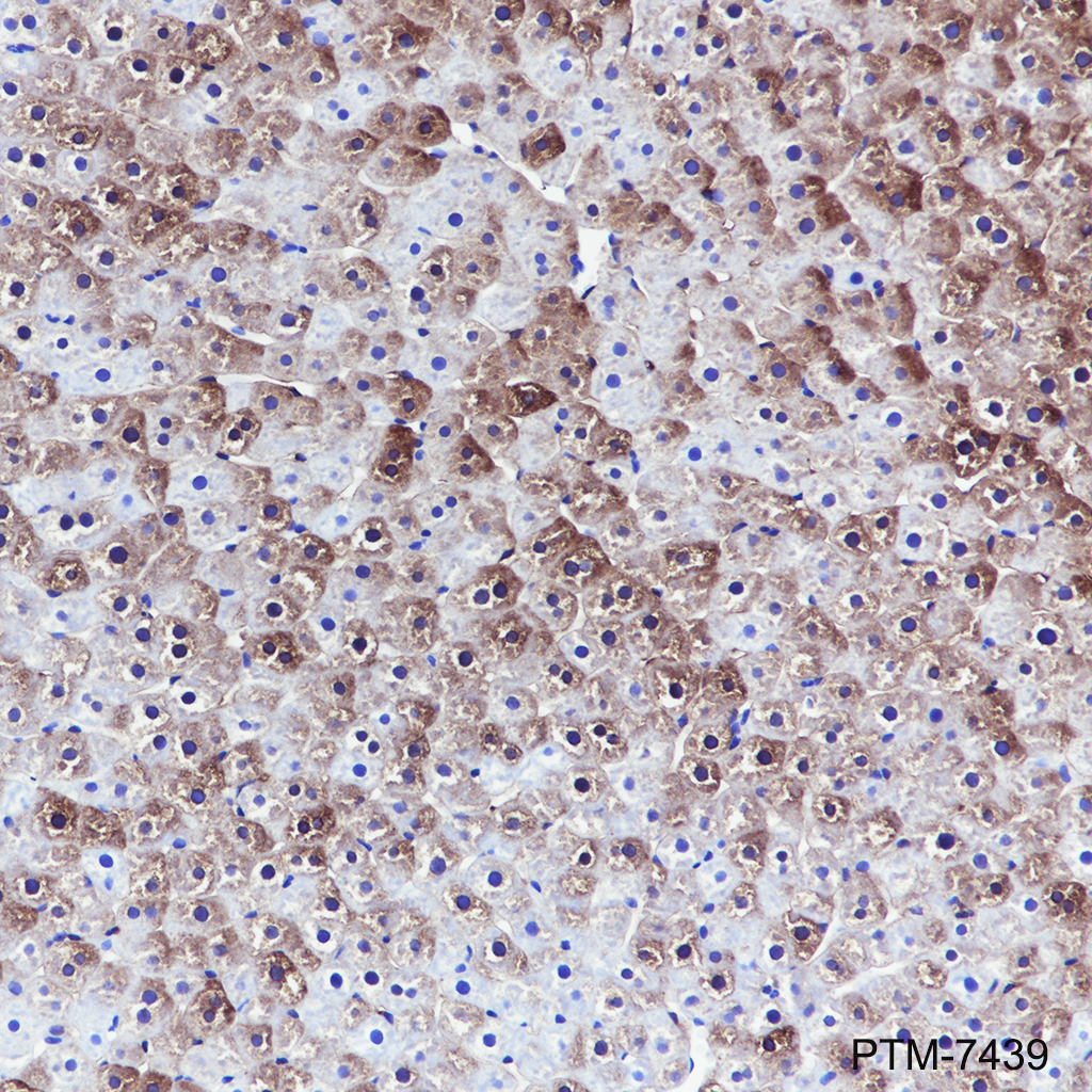Anti-Ferritin Heavy Chain Rabbit mAb