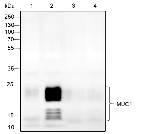 Anti-MUC1 Rabbit mAb