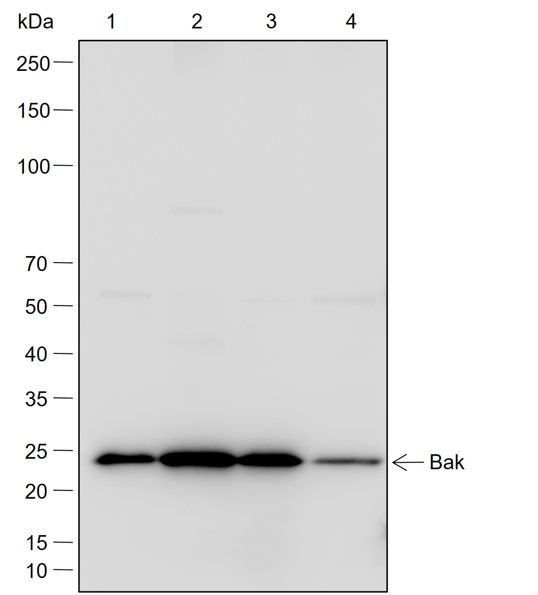 Anti-Bak Rabbit mAb