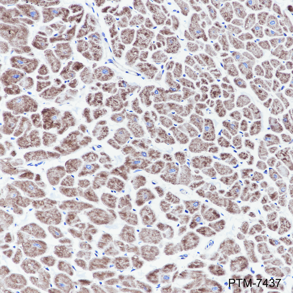Anti-Bak Rabbit mAb