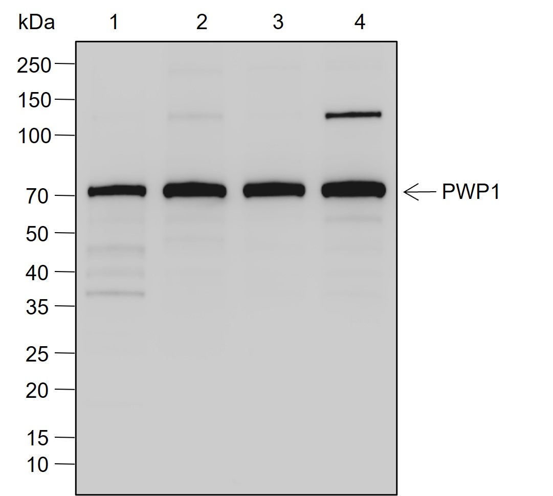 Anti-PWP1 Rabbit mAb