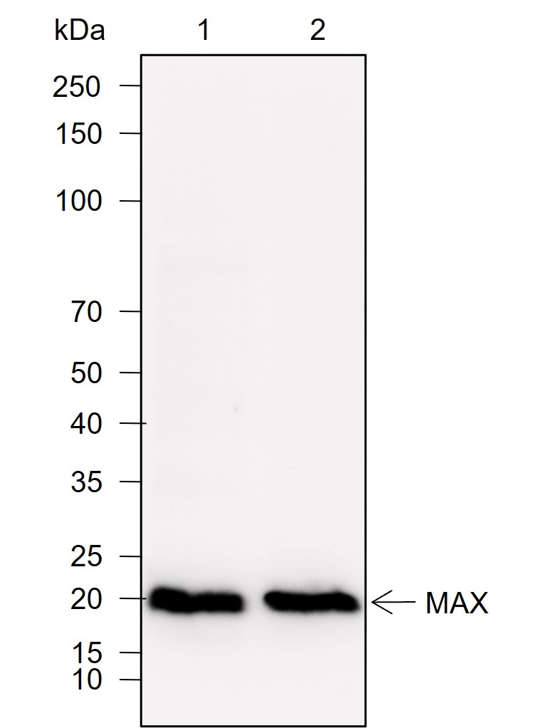 Anti-MAX Rabbit mAb