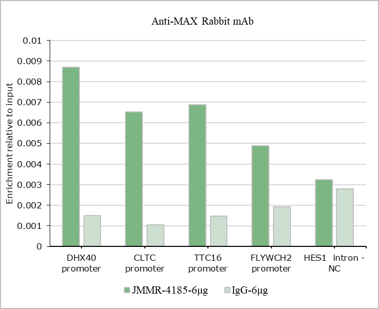 Anti-MAX Rabbit mAb