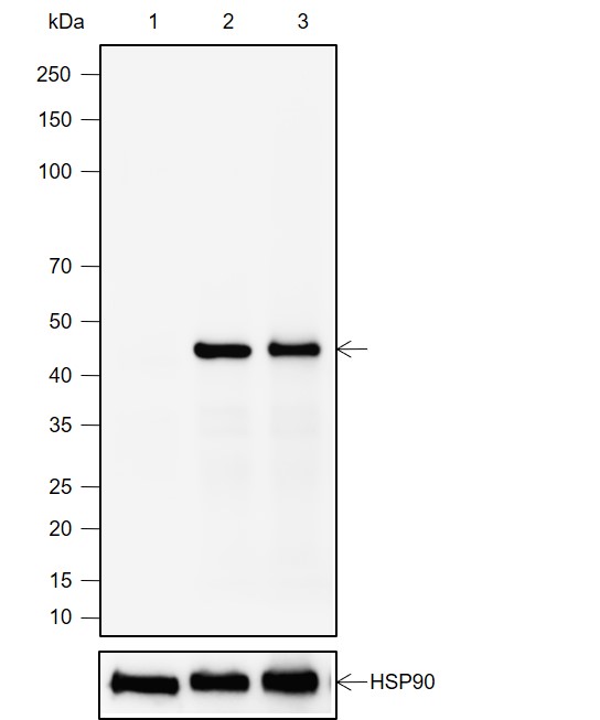 Anti-PAX5 Rabbit mAb