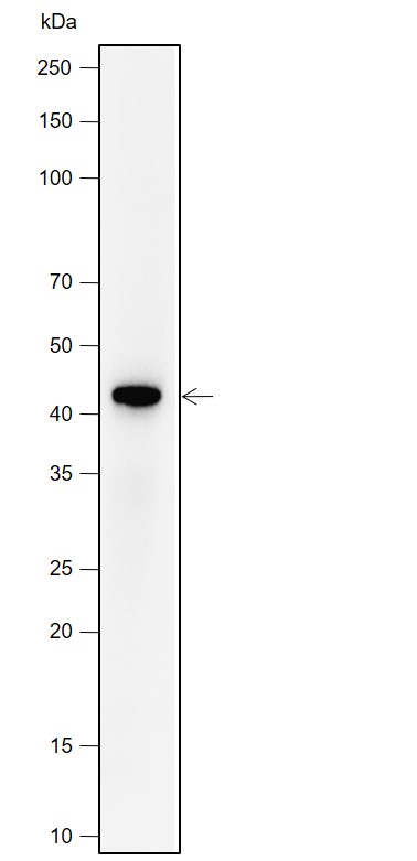Anti-PAX5 Rabbit mAb