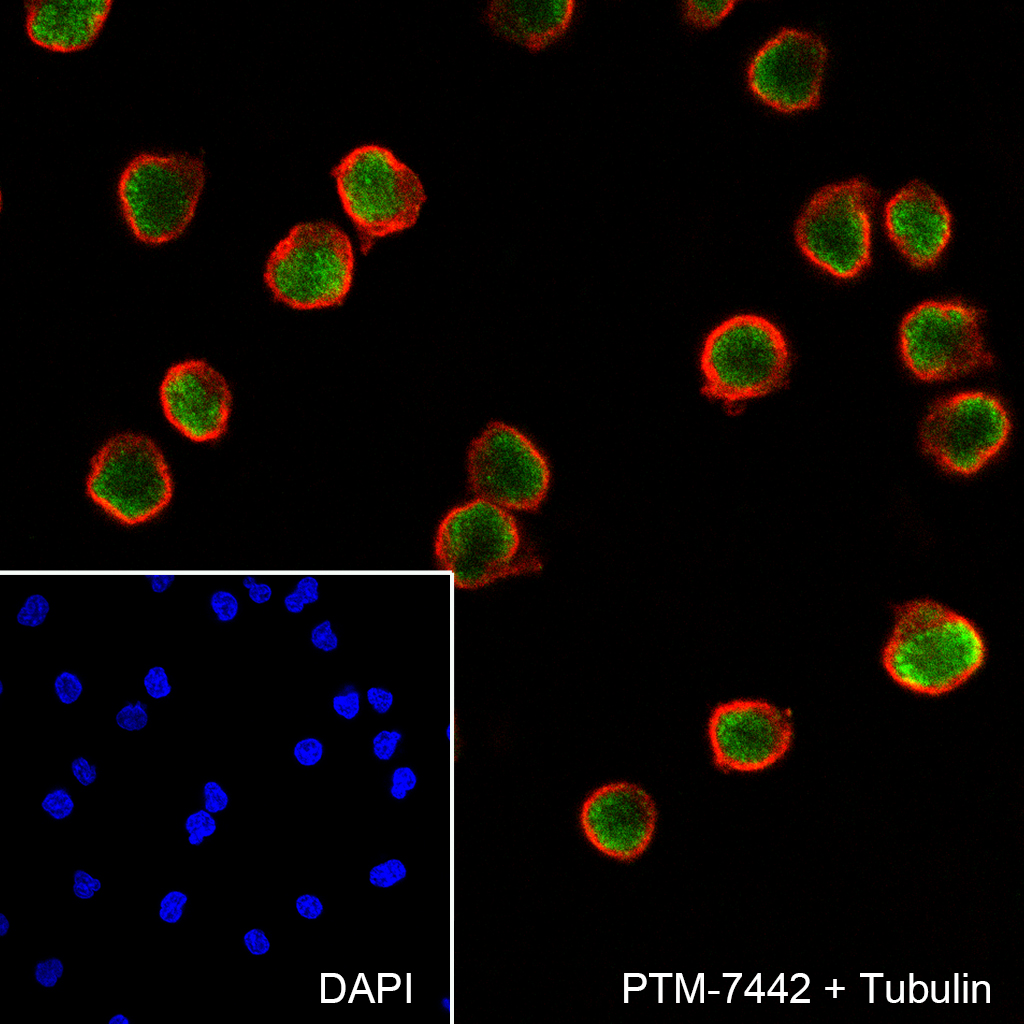 Anti-PAX5 Rabbit mAb