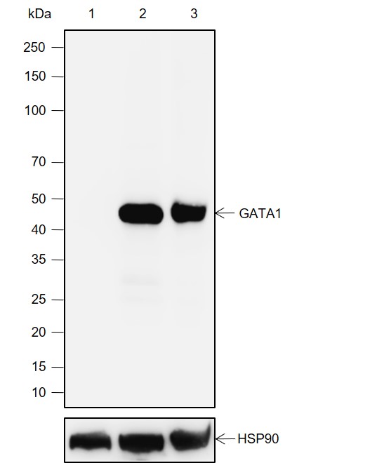 Anti-GATA1 Rabbit mAb