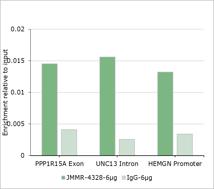 Anti-GATA1 Rabbit mAb