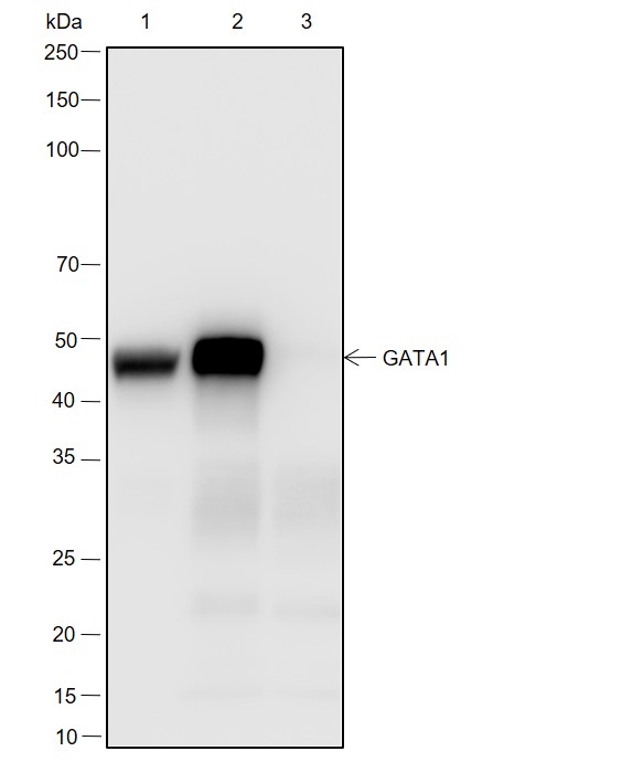 Anti-GATA1 Rabbit mAb