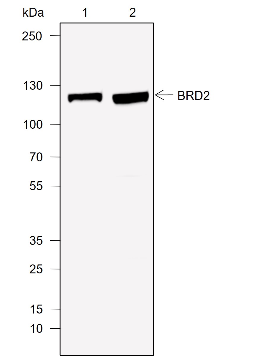 Anti-BRD2 Rabbit mAb