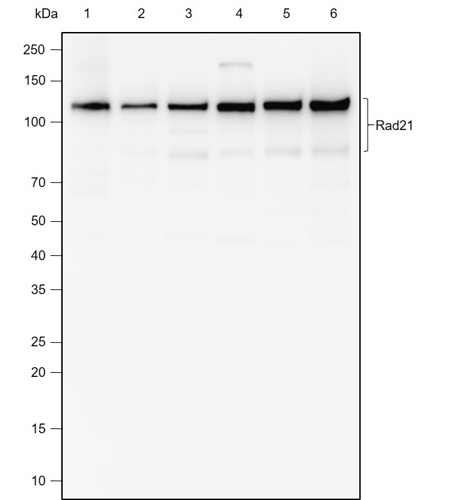 Anti-Rad21 Rabbit mAb