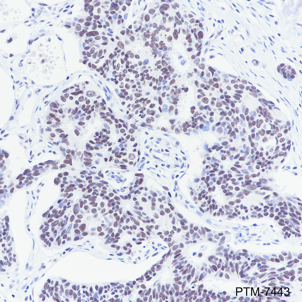 Anti-Rad21 Rabbit mAb