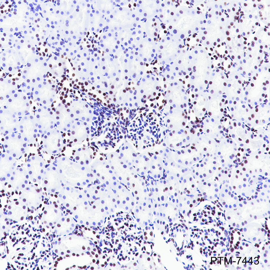 Anti-Rad21 Rabbit mAb
