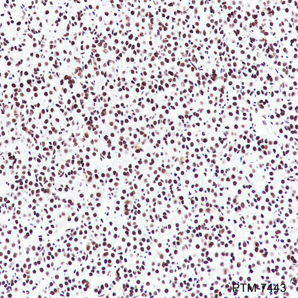 Anti-Rad21 Rabbit mAb