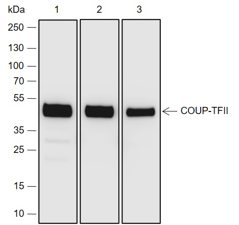 Anti-COUP-TFII Rabbit mAb