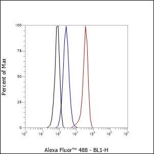 Anti-GTF2E2 Rabbit mAb