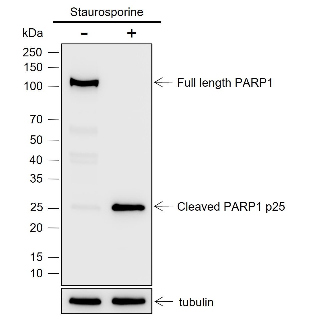 Anti-Cleaved PARP1 p25 Rabbit mAb