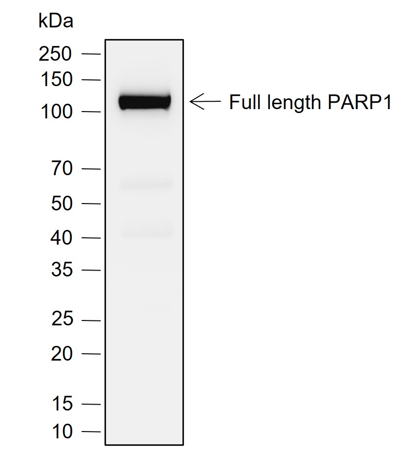 Anti-Cleaved PARP1 p25 Rabbit mAb