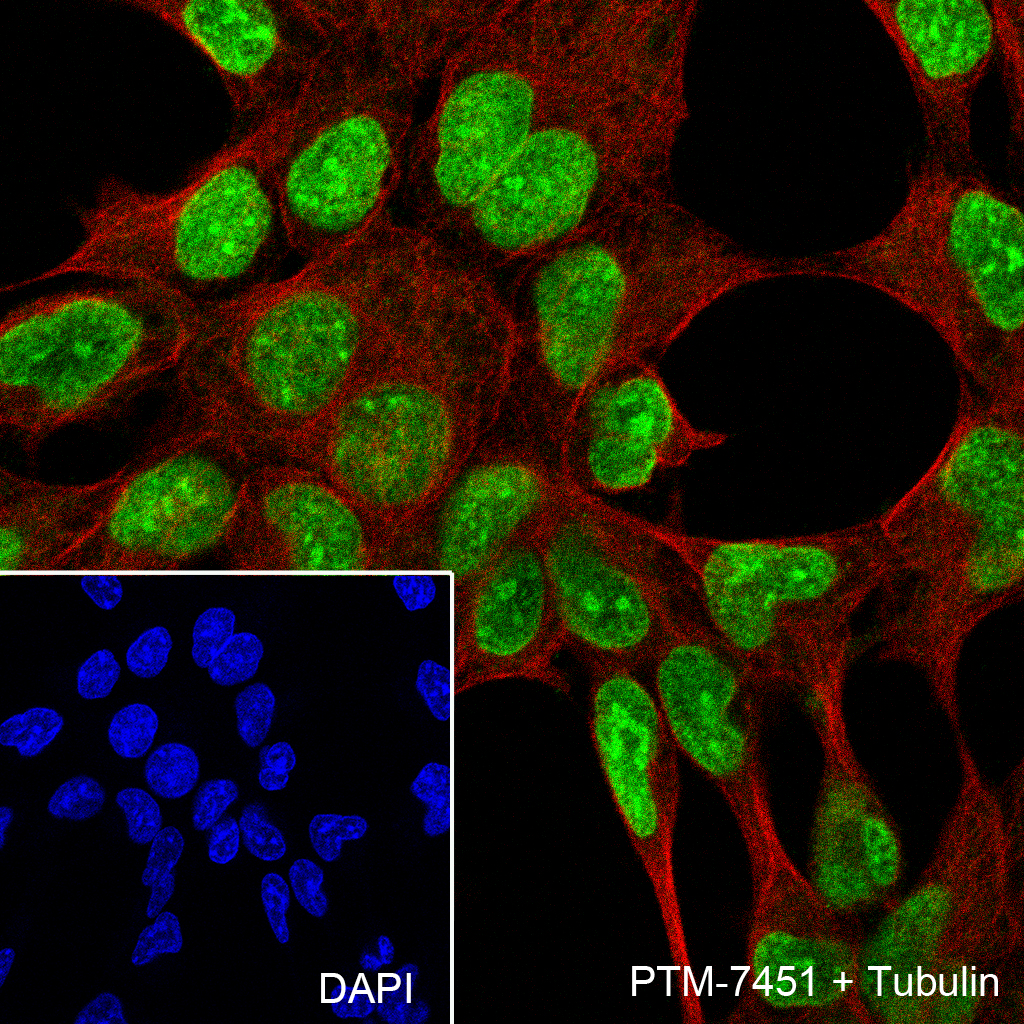 Anti-Cleaved PARP1 p25 Rabbit mAb