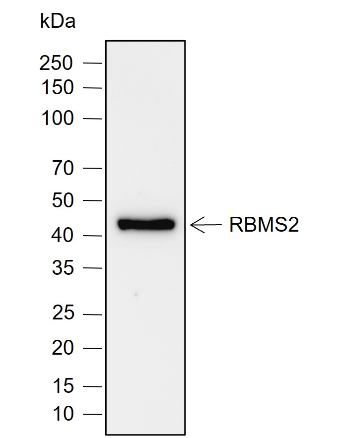 Anti-RBMS2 Rabbit mAb