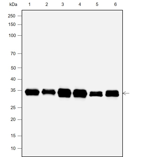 Anti-MBD3 Rabbit mAb
