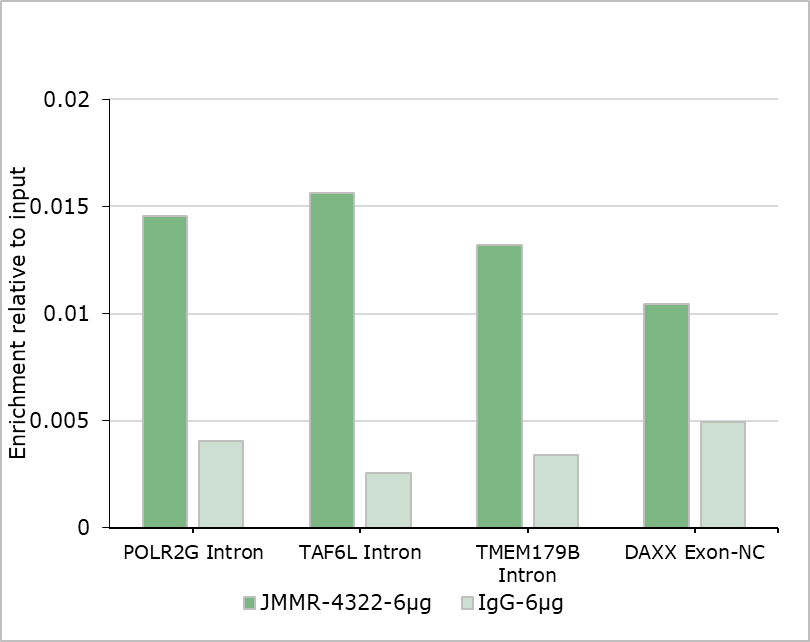 Anti-MBD3 Rabbit mAb