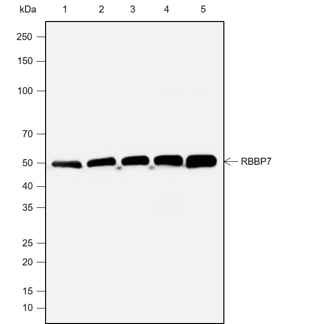 Anti-RBBP7 Rabbit mAb