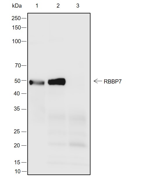Anti-RBBP7 Rabbit mAb